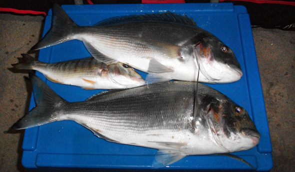 Peces capturados a surfcasting en Cataluña.