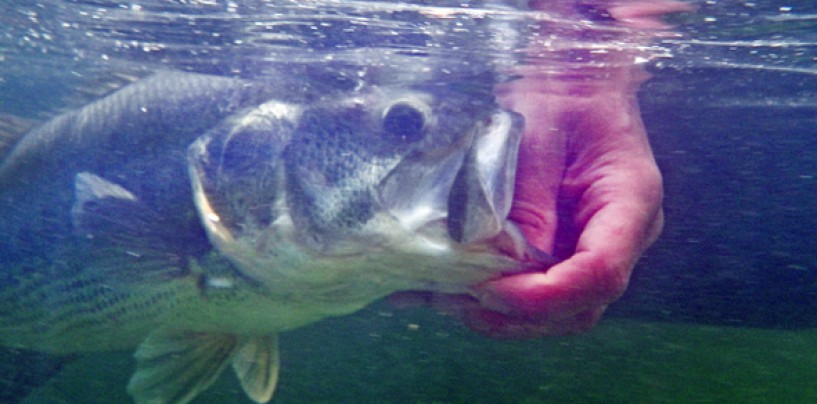 Cucharillas y artificiales para black bass “tempraneros”