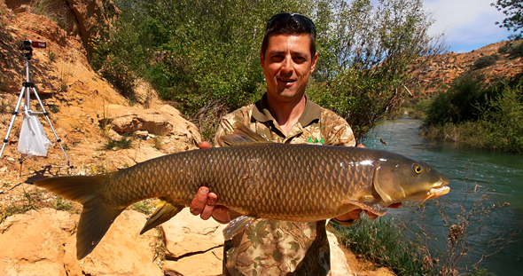 Barbo capturado en el río Guadiela.