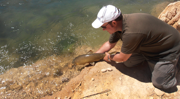 Captura y suelta de un barbo en el río Guadiela