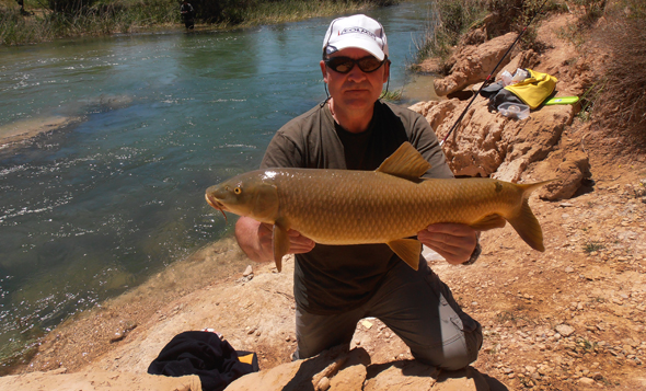 Barbo capturado por Josan Illescas en el río Guadiela.