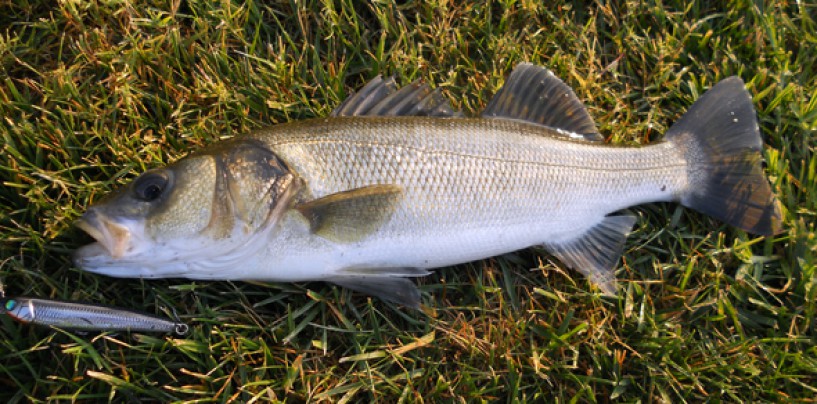 5 Consejos para la pesca de la lubina en todas sus modalidades