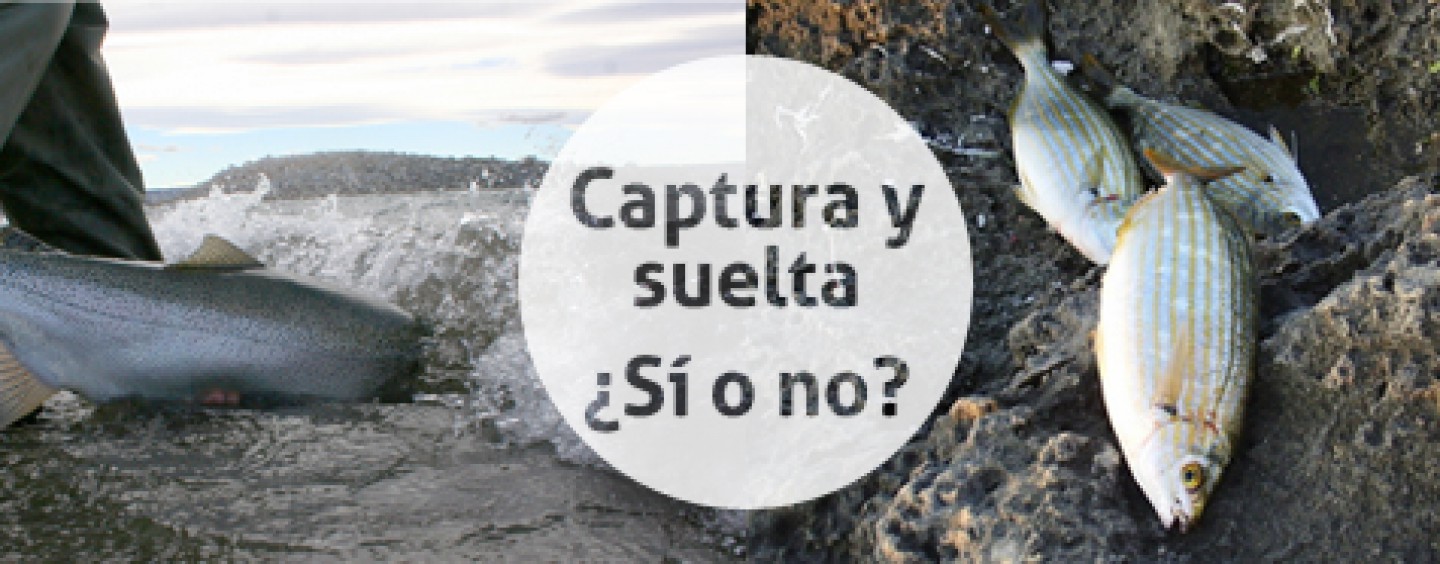 A debate: captura y suelta, ¿sí o no?, deja tu opinión.