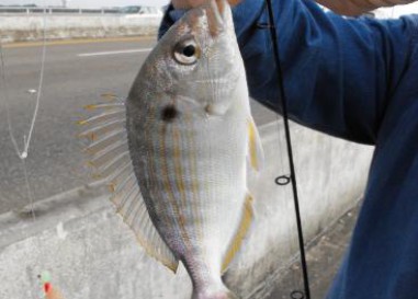 Pesca con Sabiki: buscando lo pequeño