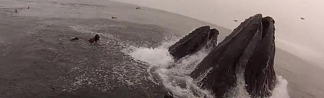 seguridad en la pesca: dos buceadores están a punto de ser engullidos por un par de ballenas