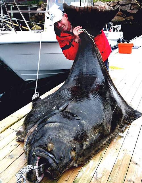 Pesca del fletán o halibut. Foto vía http://www.dailymail.co.uk/
