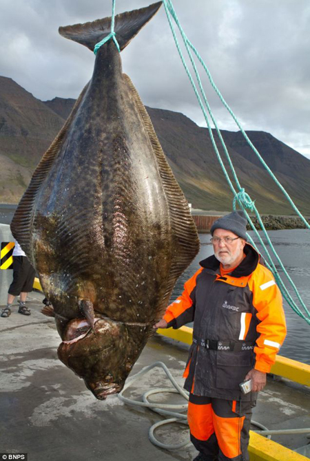 Pesca del fletán o halibut