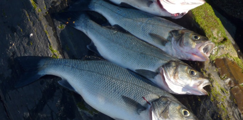 Moraleja en la pesca, quien ríe el último, ríe mejor