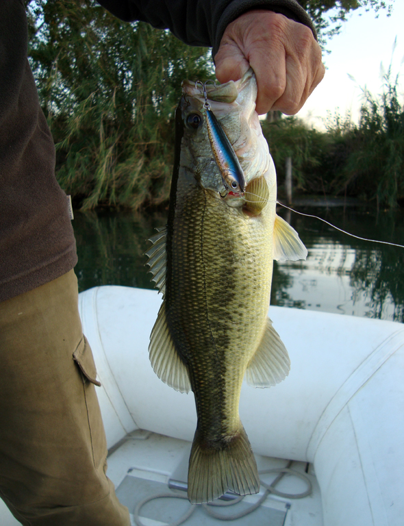 El black-bass es una de las especies que podemos pescar en otoño