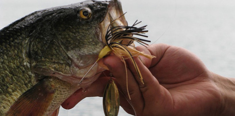 6 cebos para la pesca de black bass en otoño