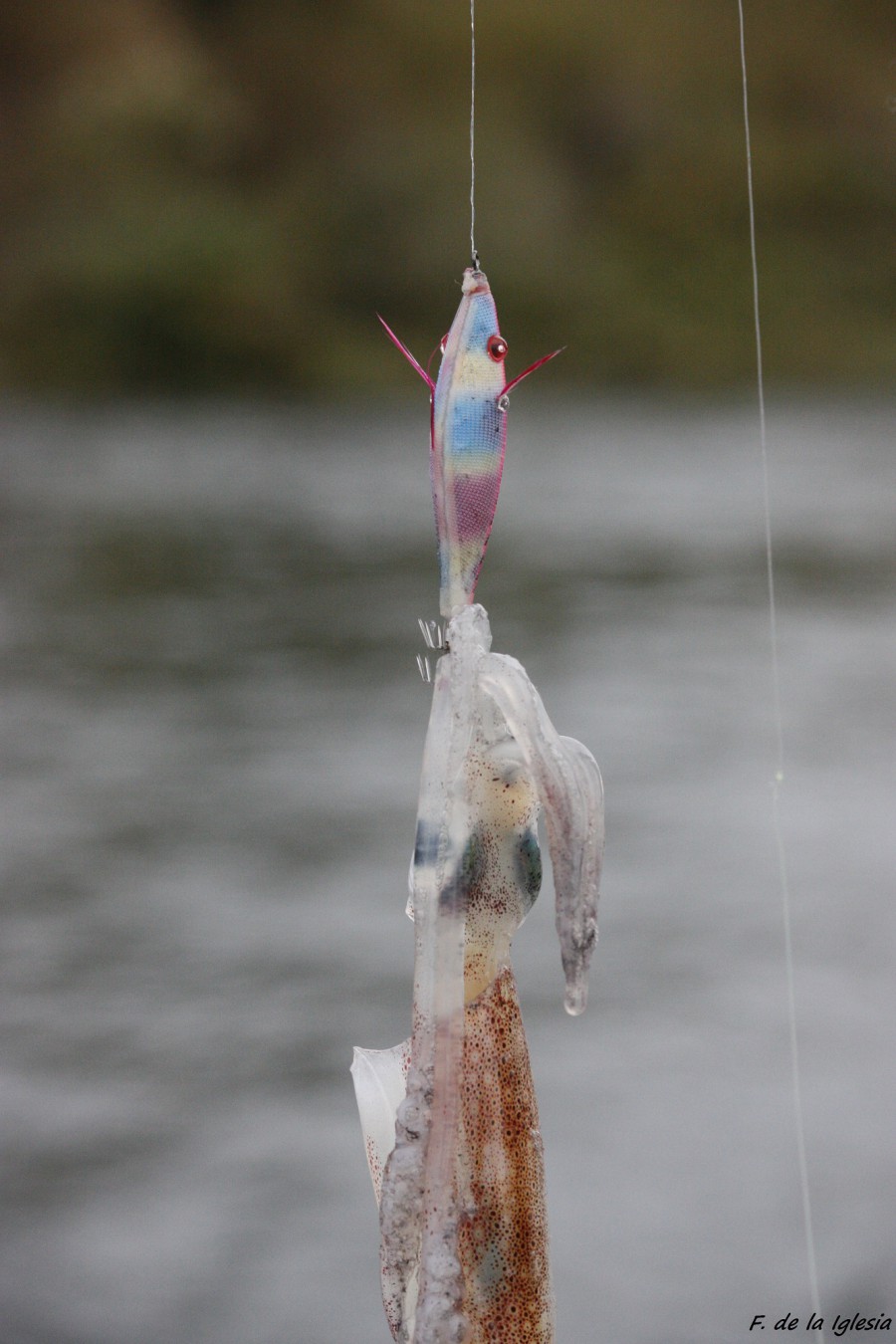 Pesca de con peces de colores | Revista de pesca deportiva – Coto de PeZca