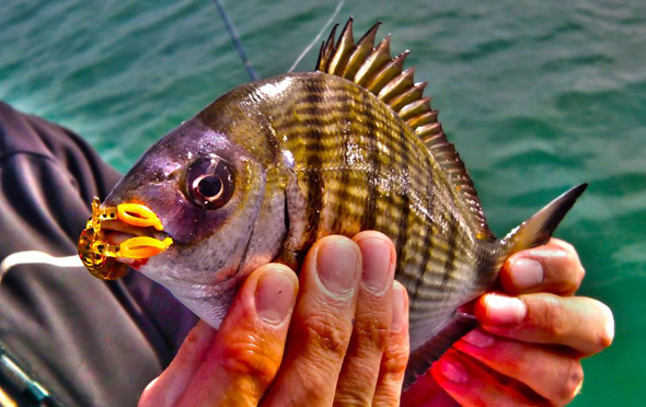 Sargo capturado senuelos de pesca rockfishing