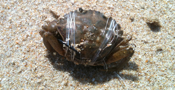 Cangrejo, cebos para la pesca de doradas