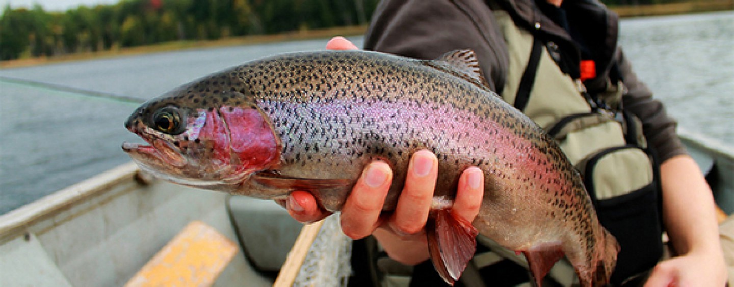 Trucha arcoiris, ¿especie invasora?