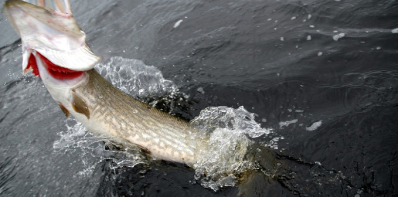Cómo pescar lucios en ríos cuando llega el frío