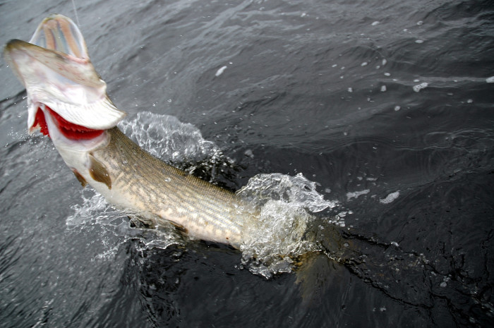 El lucio, la estrella de la pesca en otoño