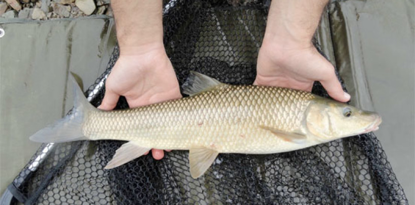 La pesca del barbo gitano a mosca