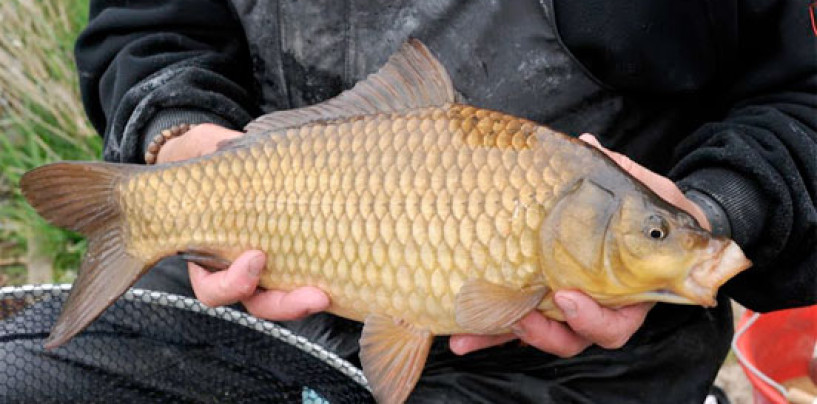 Siete consejos para mejorar nuestras jornadas de pesca de carpa