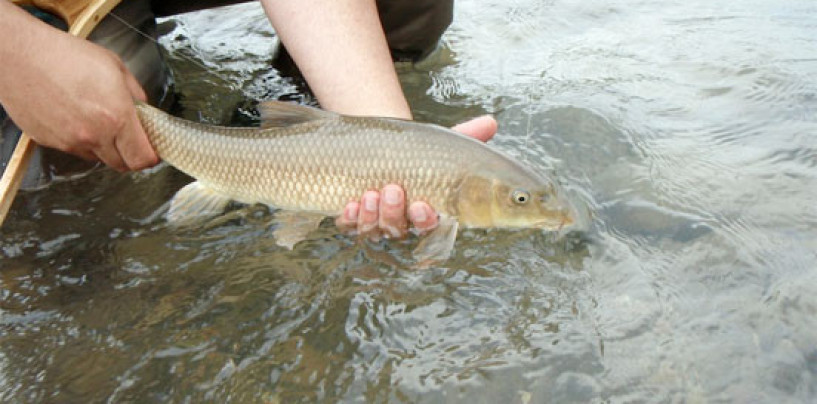 Pezcador al día, principales noticias de pesca (septiembre de 2017, 5)