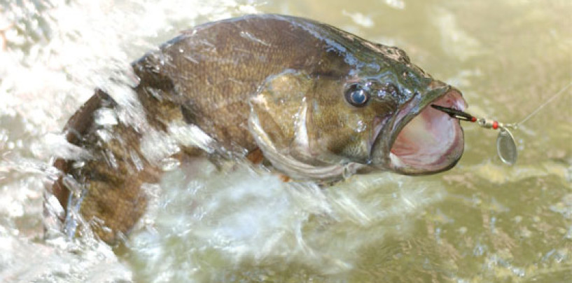 Cebos y cucharillas para el black bass cuando se acerca el otoño