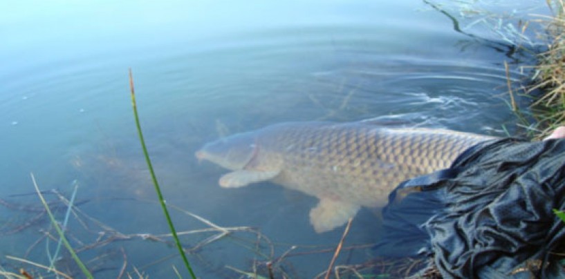 Las 10 reglas básicas del Carpfishing para principiantes y no tanto