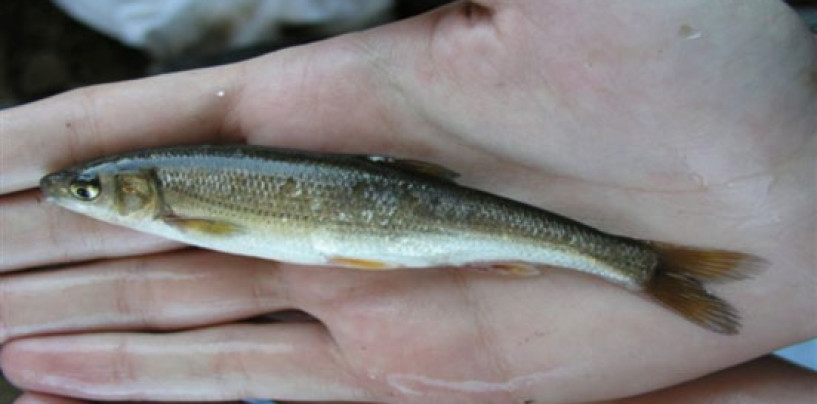 La pesca de la pardilla, un pequeño pez “100% ibérico”