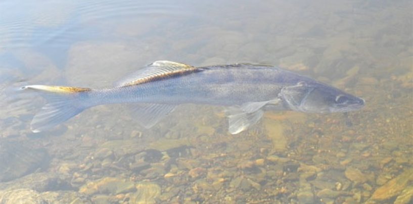 Embalse de la Cuerda del Pozo o cómo la actuación de la administración aumenta una especie invasora como la Lucioperca