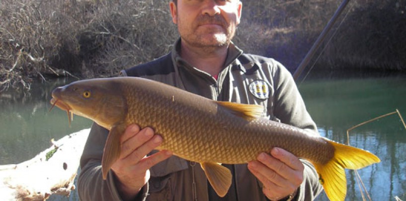 Pesca de barbos a veleta corrida también llamada, “a la pasada