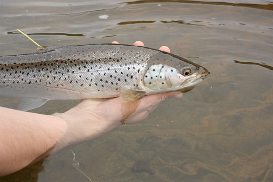 Pesca con cucharilla del reo