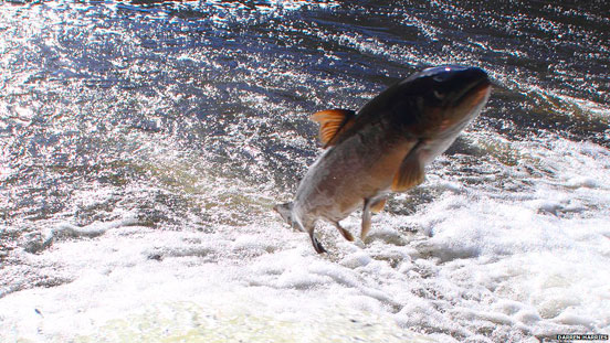 pesca con cucharilla del salmón y reo