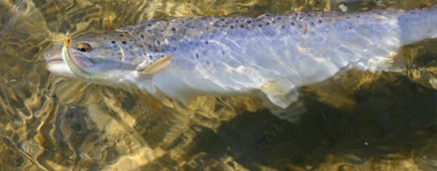 La pesca del Reo, el “príncipe” de los ríos del norte llama ya a nuestras puertas. Una introducción