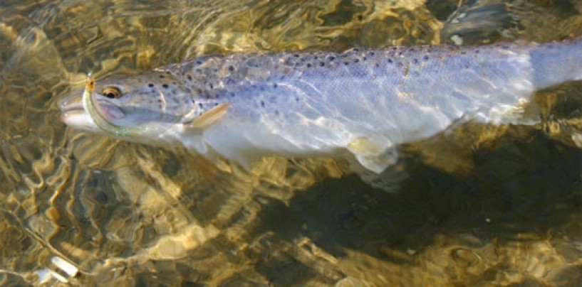 La pesca del Reo, el “príncipe” de los ríos del norte llama ya a nuestras puertas. Una introducción