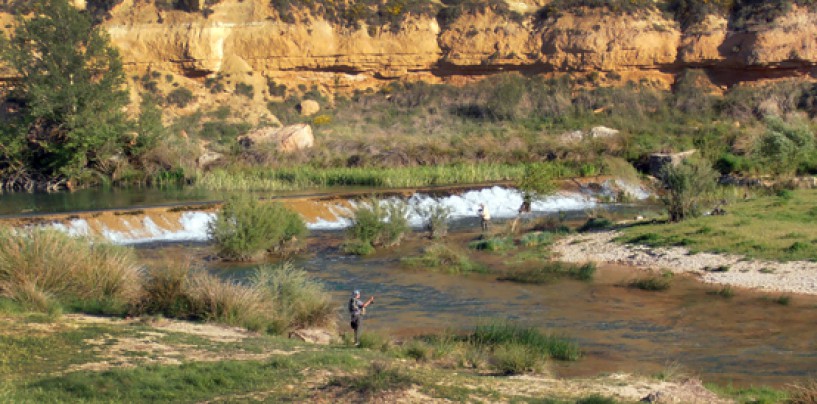 Como es la pesca de barbos a la ova