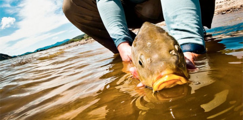 Consejos para la pesca de carpas en lo más duro del verano