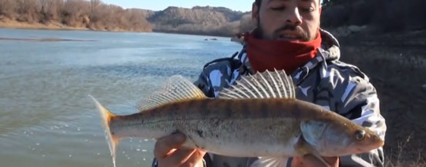 Técnica con cucharillas para pescar Luciopercas en la transición de invierno a primavera