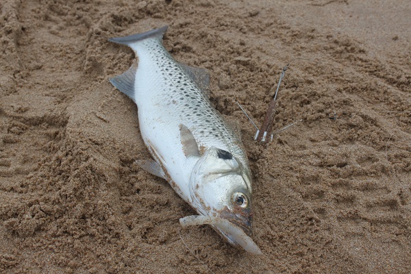 Captura con choco como cebos surfcasting el choco como cebos surfcasting