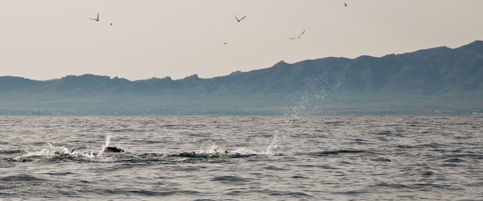 Lances de pesca a spinning 