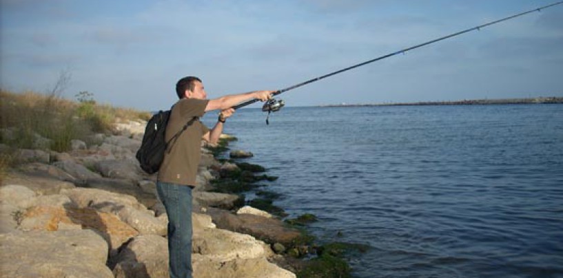 Pesca de lubina con angula, atracción fatal