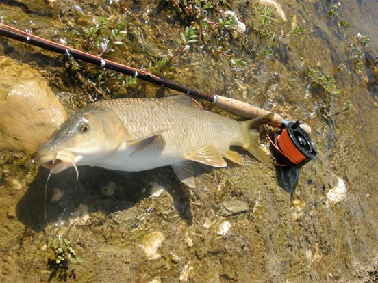 Pesca de barbo a mosca