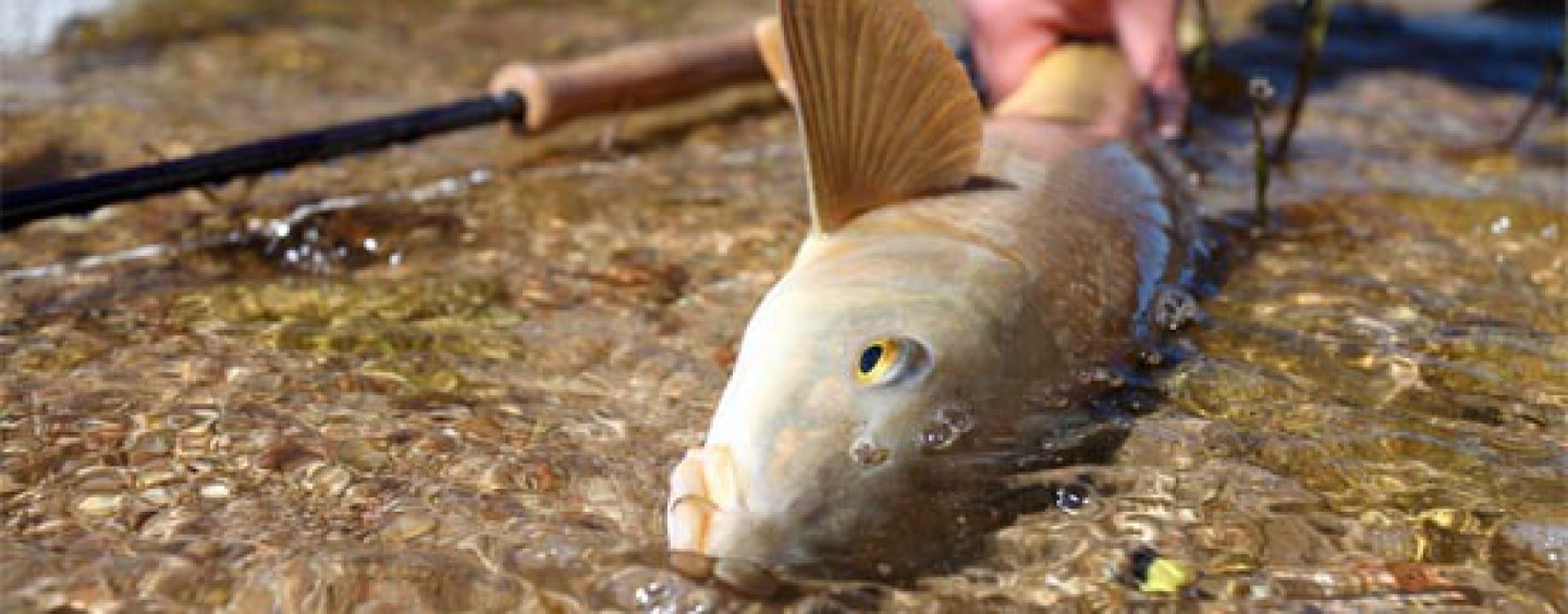 Una introducción de la pesca de barbo a mosca