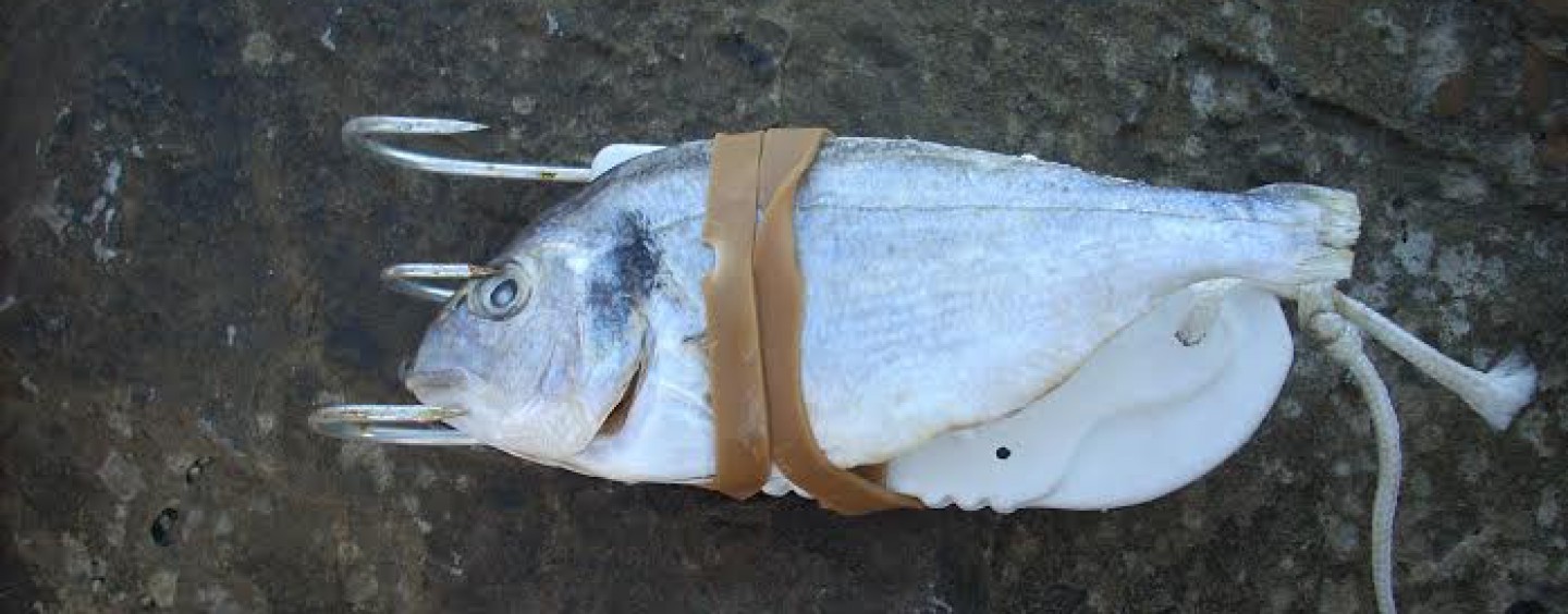 La pesca del pulpo con pulpera desde costa Revista de pesca deportiva