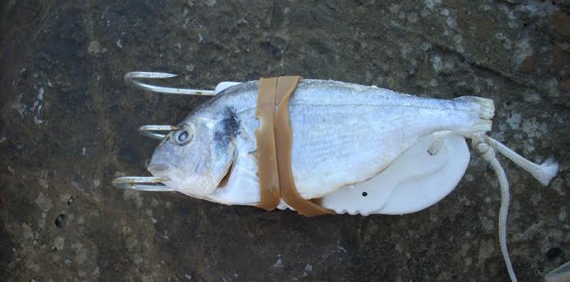 La pesca del pulpo con pulpera desde costa