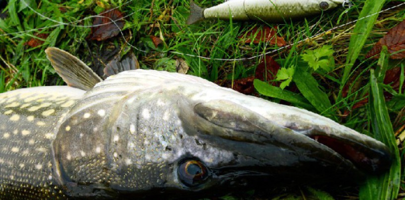 En la pesca del lucio ¿señuelo duro o blando?