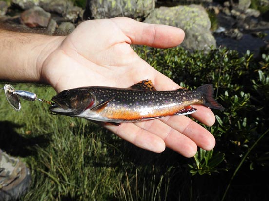 Pesca con cucharilla Mapso