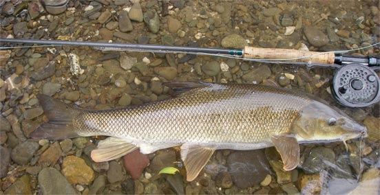 Embalse de Almendra barbo mosca