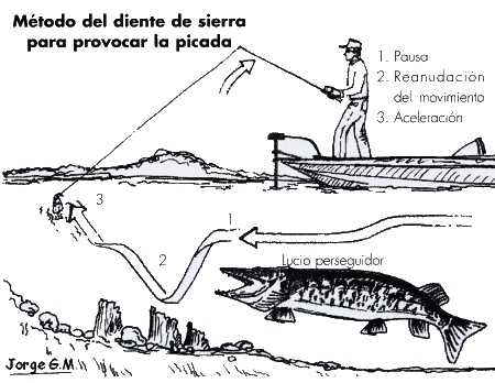 señuelos moviemiento diente de sierra señuelos moviemiento diente de sierra