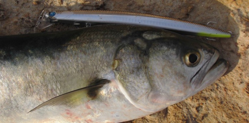 El tamaño sí importa en la pesca con señuelos artificiales