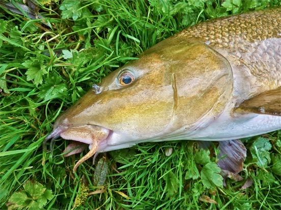 La pesca de barbos a spinning