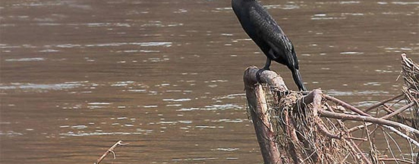 El nuevo frente de combate de los ecologistas contra los pescadores es el cormorán