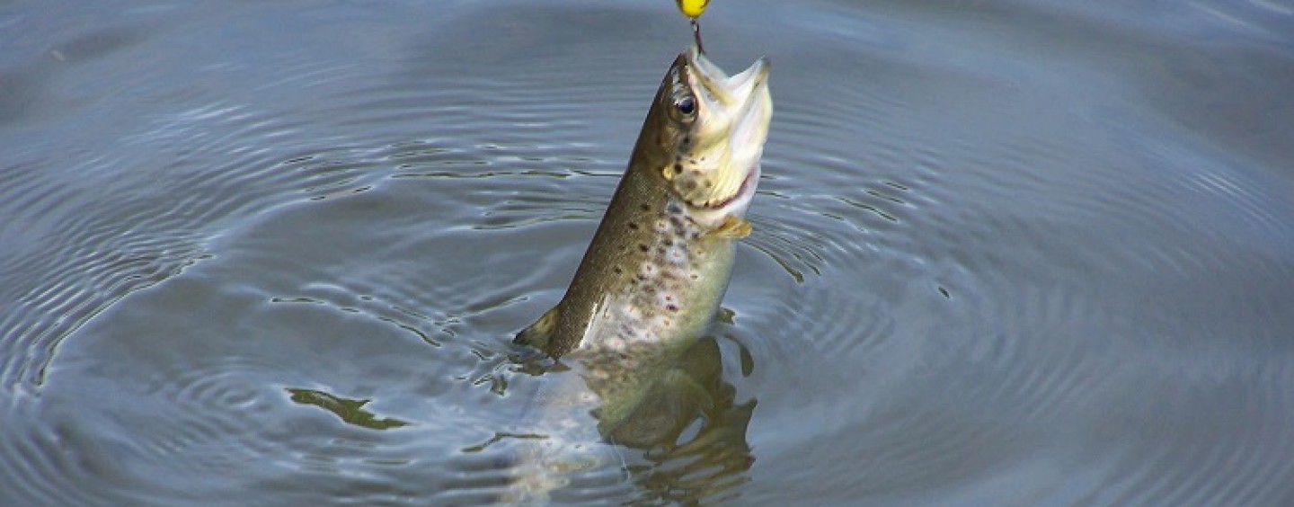 Pesca con cucharilla en el arranque de temporada